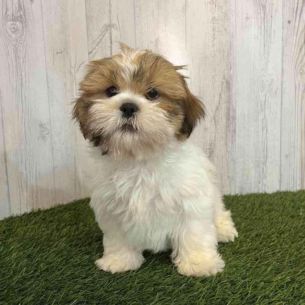 Male Shih Tzu Puppy for Sale in Saugus, MA