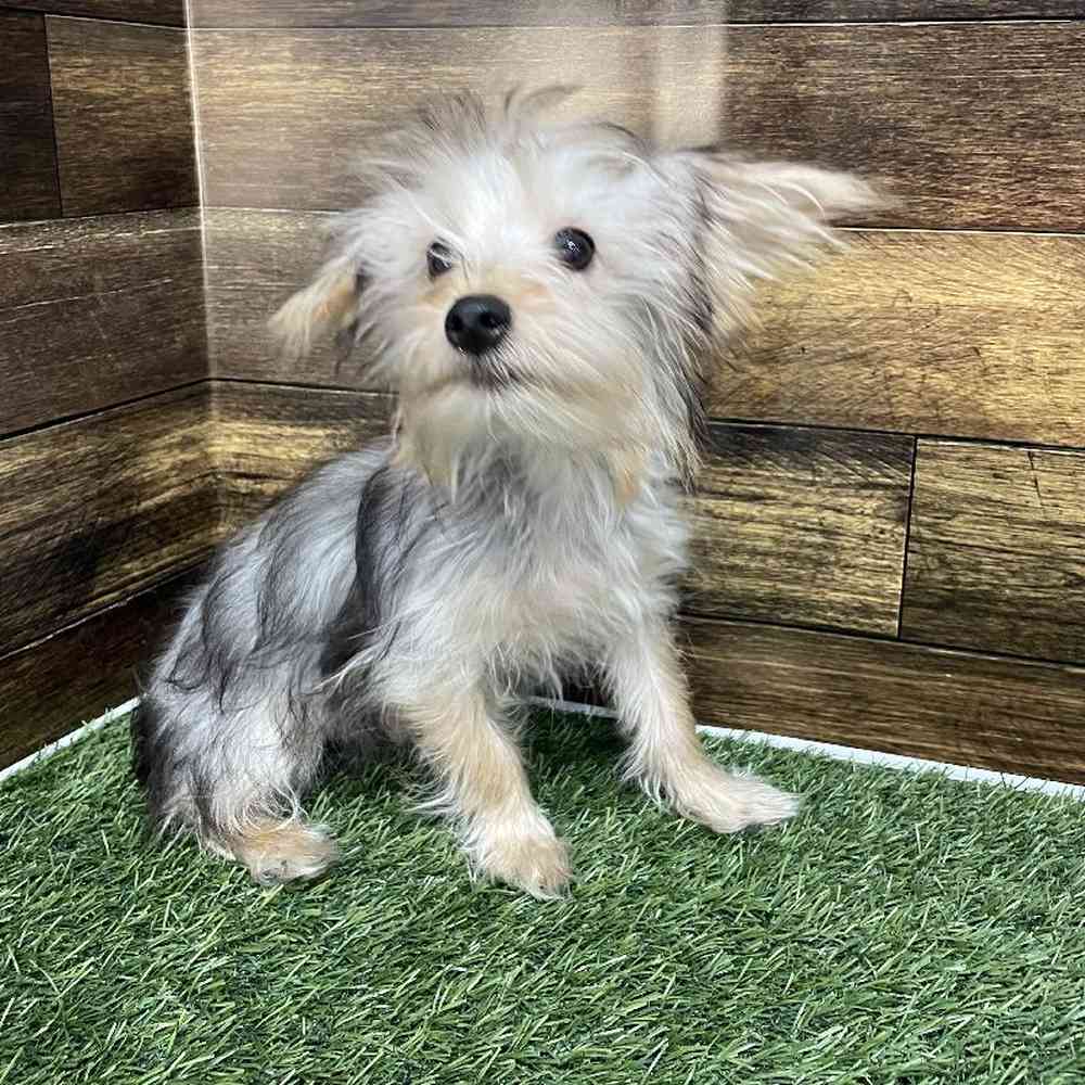 Male Yorkshire Terrier Puppy for Sale in Saugus, MA