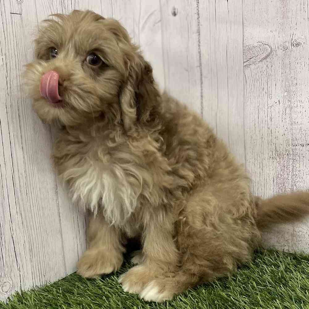 Female Cockapoo 2nd Gen Puppy for Sale in Braintree, MA