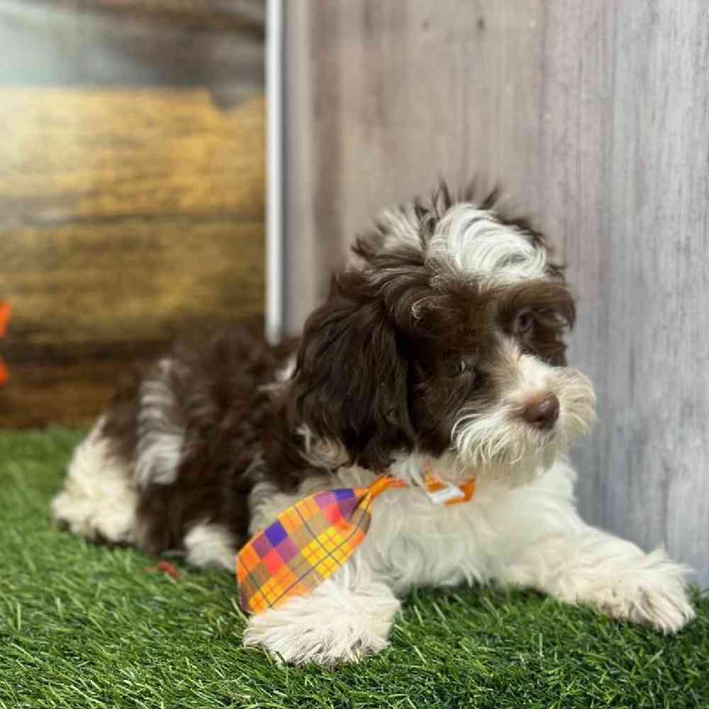 Male Havanese Puppy for Sale in Saugus, MA