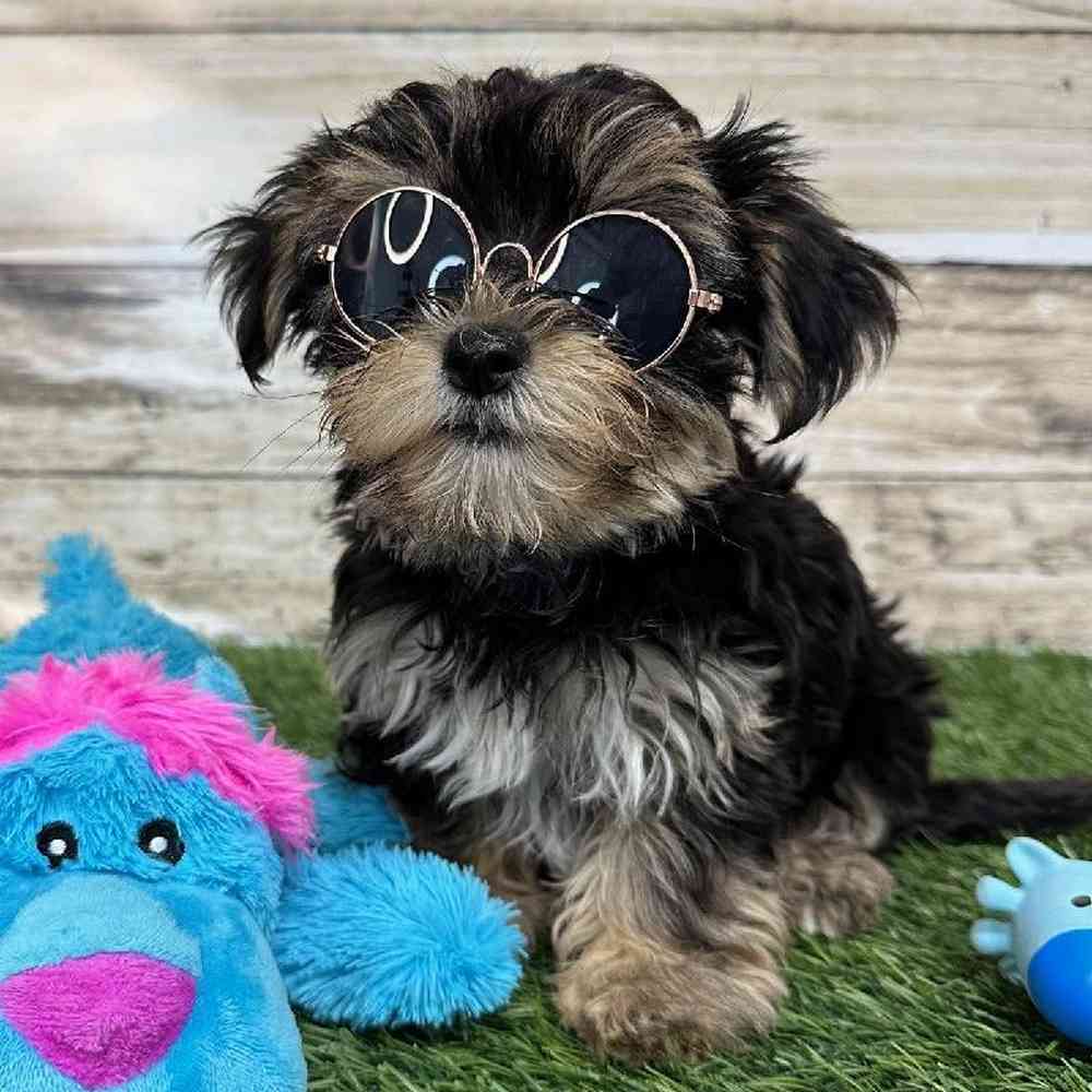 Male Morkie Puppy for Sale in Saugus, MA