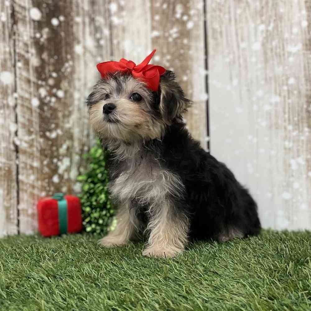 Female Morkie Puppy for Sale in Braintree, MA