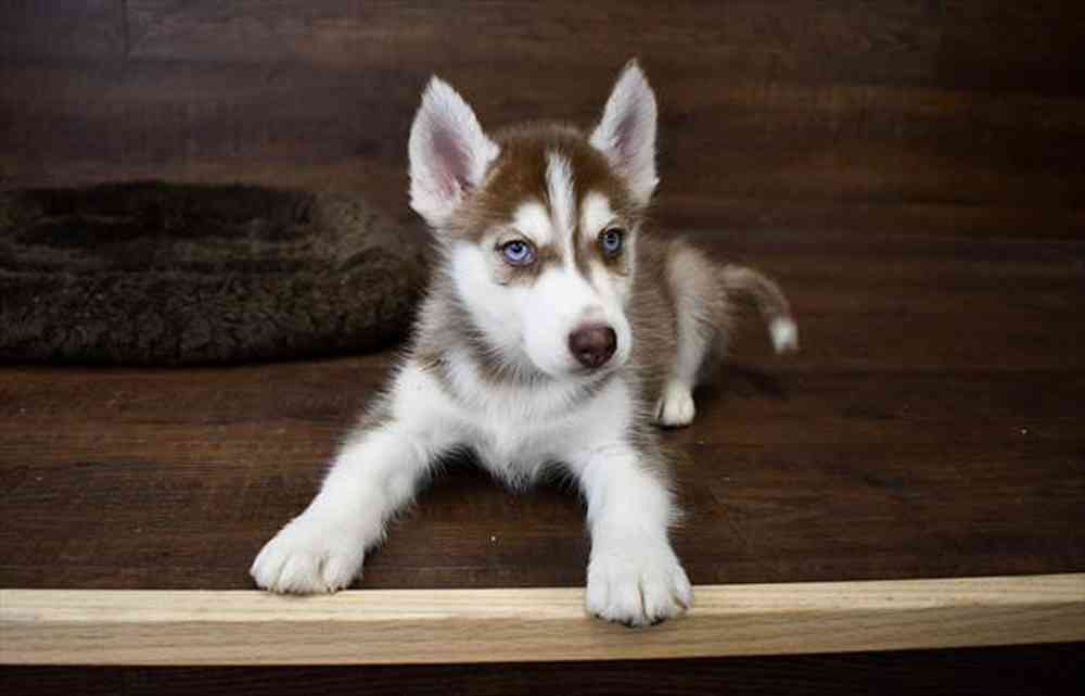 Mass siberian husky deals breeder