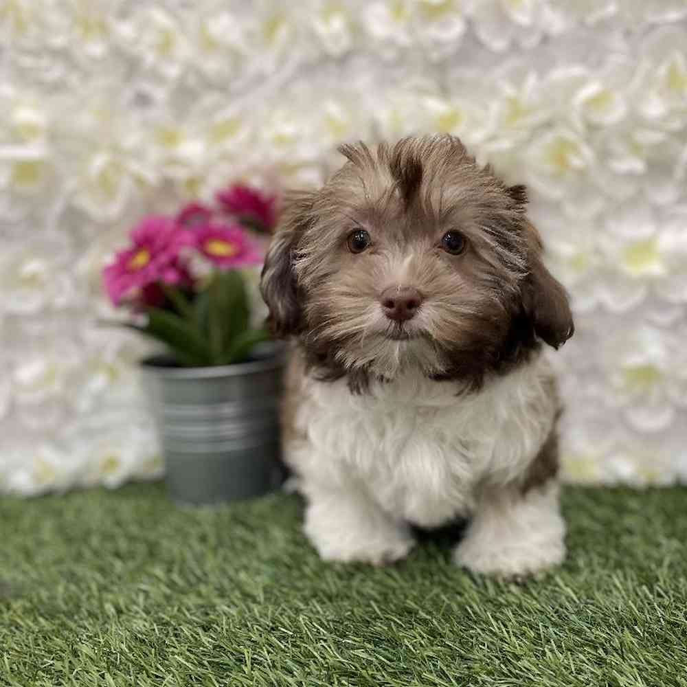 Female Havanese Puppy for Sale in Braintree, MA