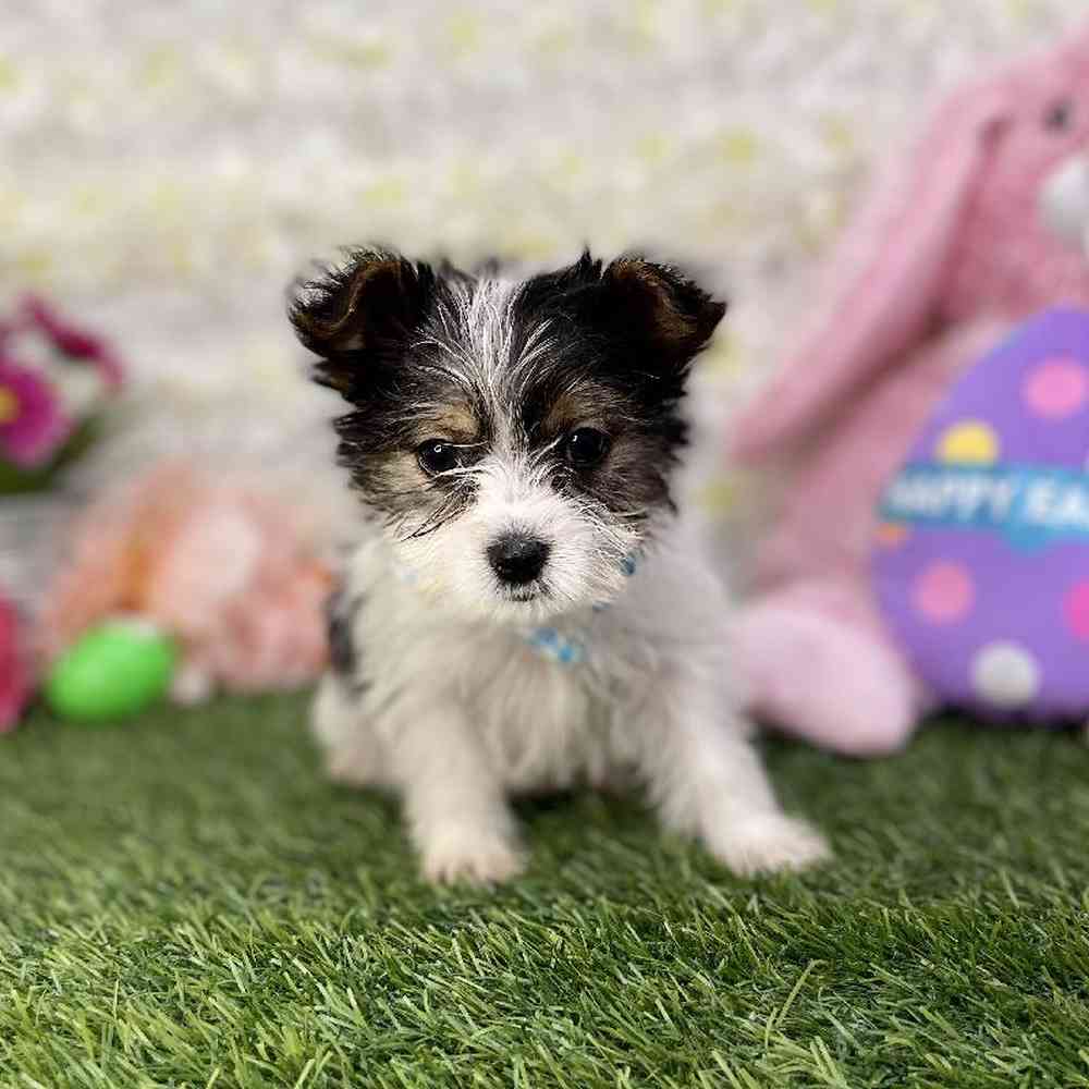 Male Biewer Yorkshire Terrier Puppy for Sale in Braintree, MA