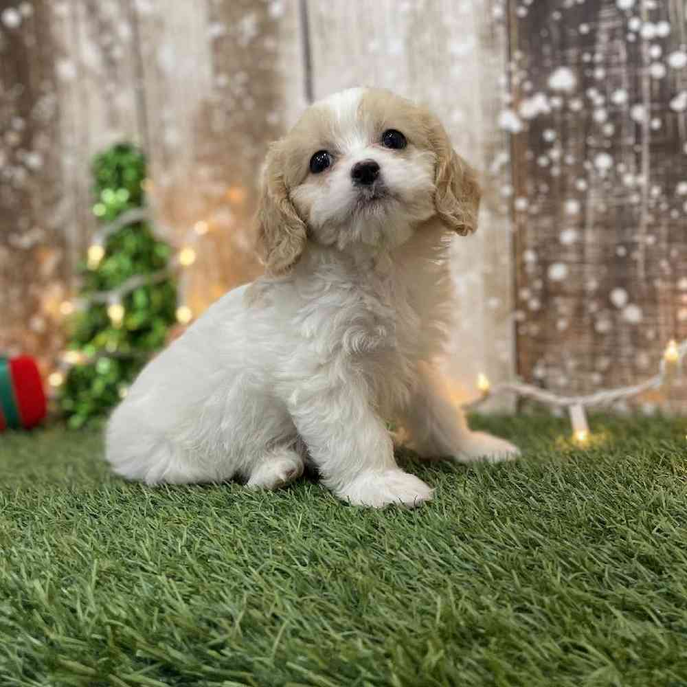 Female Cavapoo Puppy for Sale in Braintree, MA