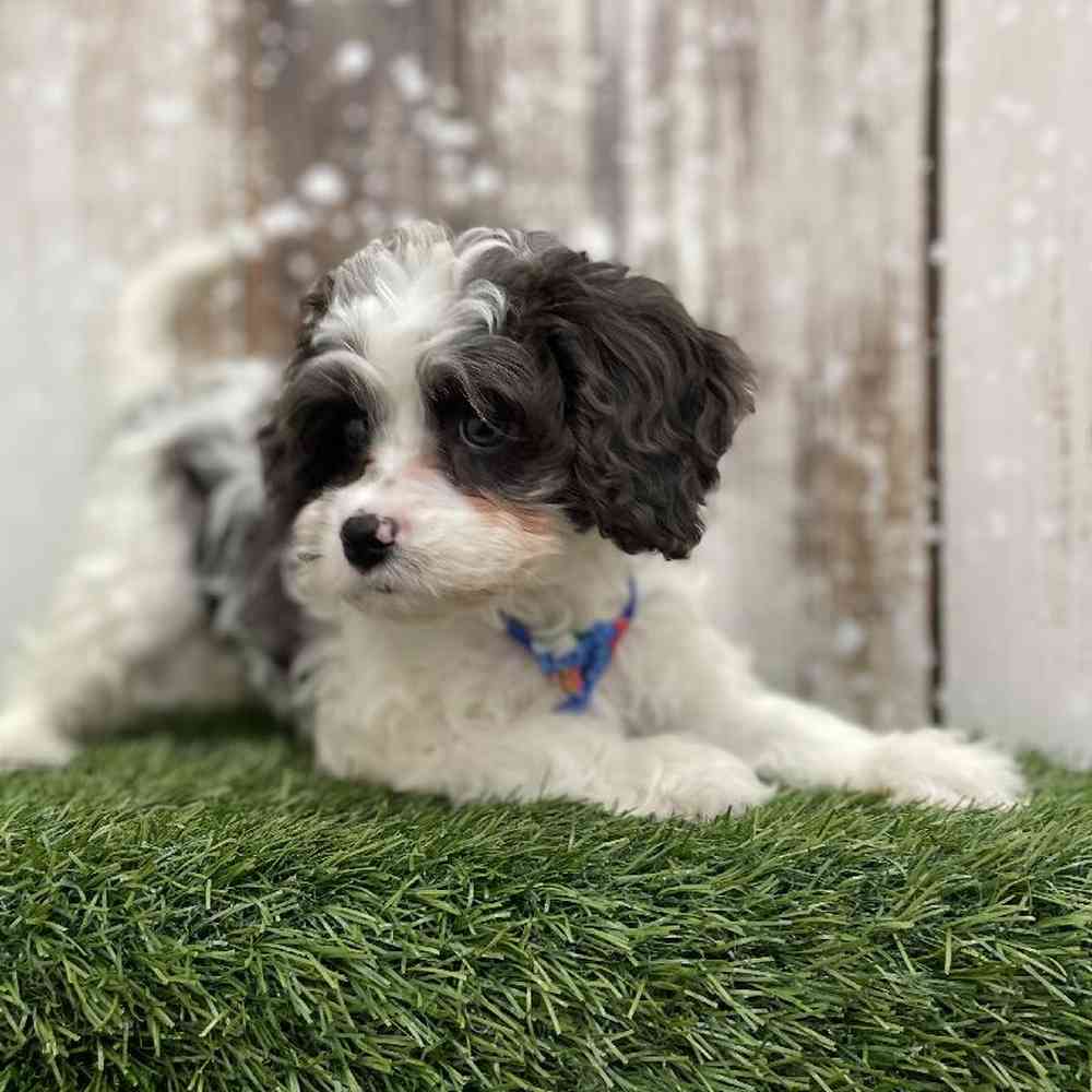 Male Cavapoo Puppy for Sale in Braintree, MA