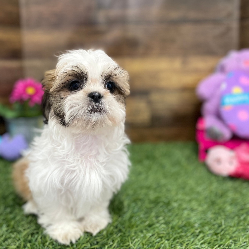Male Shih Tzu Puppy for Sale in Braintree, MA