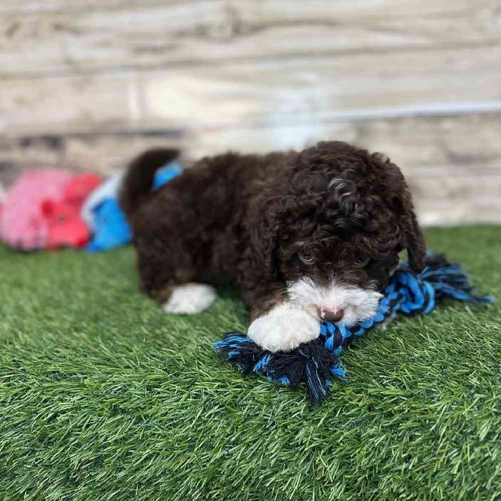 Male Mini Bernedoodle 2nd Gen Puppy for Sale in Saugus, MA