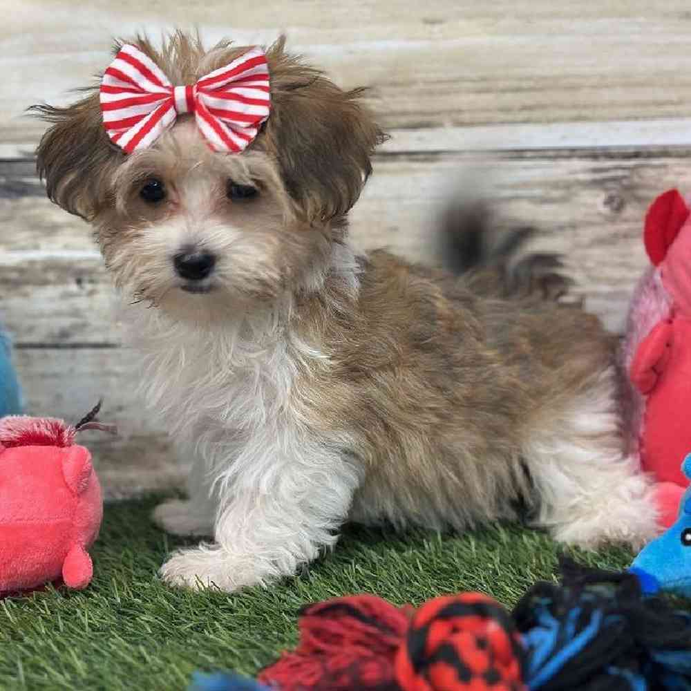 Female Havamalt Puppy for Sale in Saugus, MA