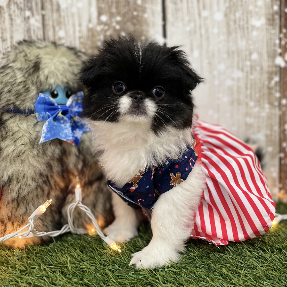 Female Japanese Chin Puppy for Sale in Braintree, MA