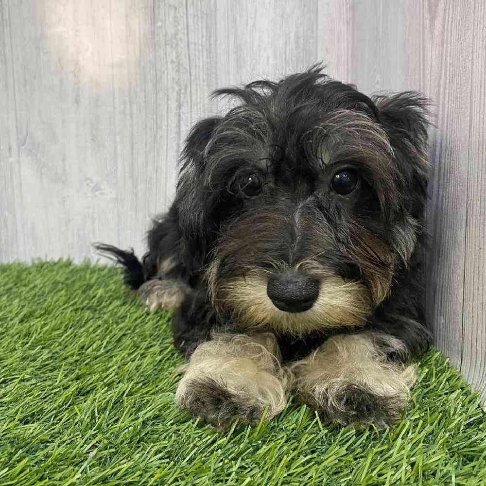 Female Chonzer (Bichon/Min Schnauzer) Puppy for Sale in Saugus, MA