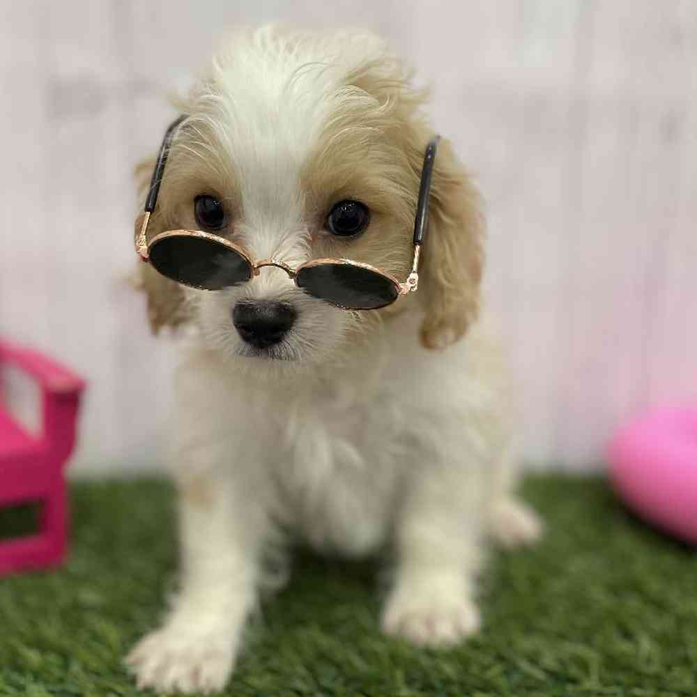 Male Cavachon Puppy for Sale in Braintree, MA
