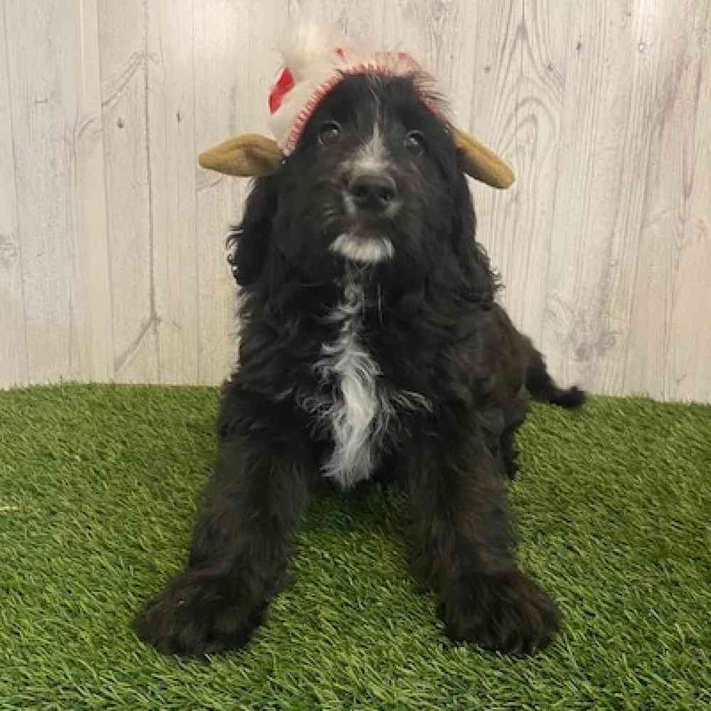 Male Aussiedoodle Puppy for sale
