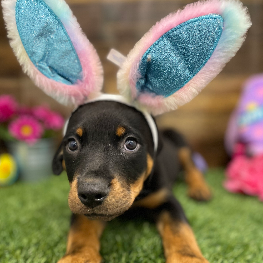 Male Rottweiler Puppy for Sale in Braintree, MA