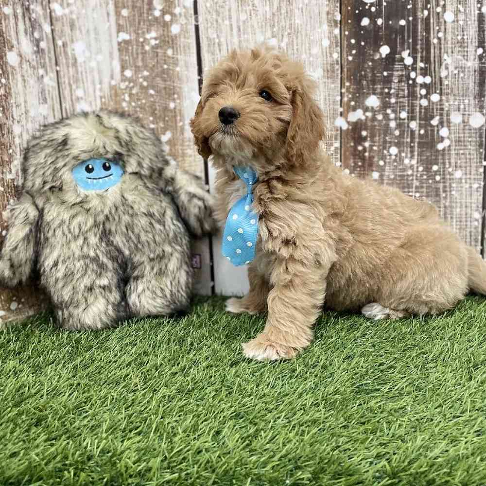 Male Mini Goldendoodle 2nd Gen Puppy for Sale in Braintree, MA