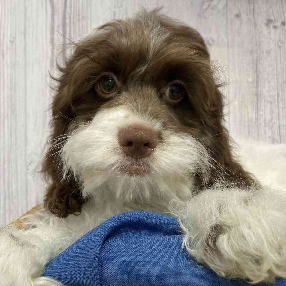 Male Cockapoo Puppy for Sale in Saugus, MA