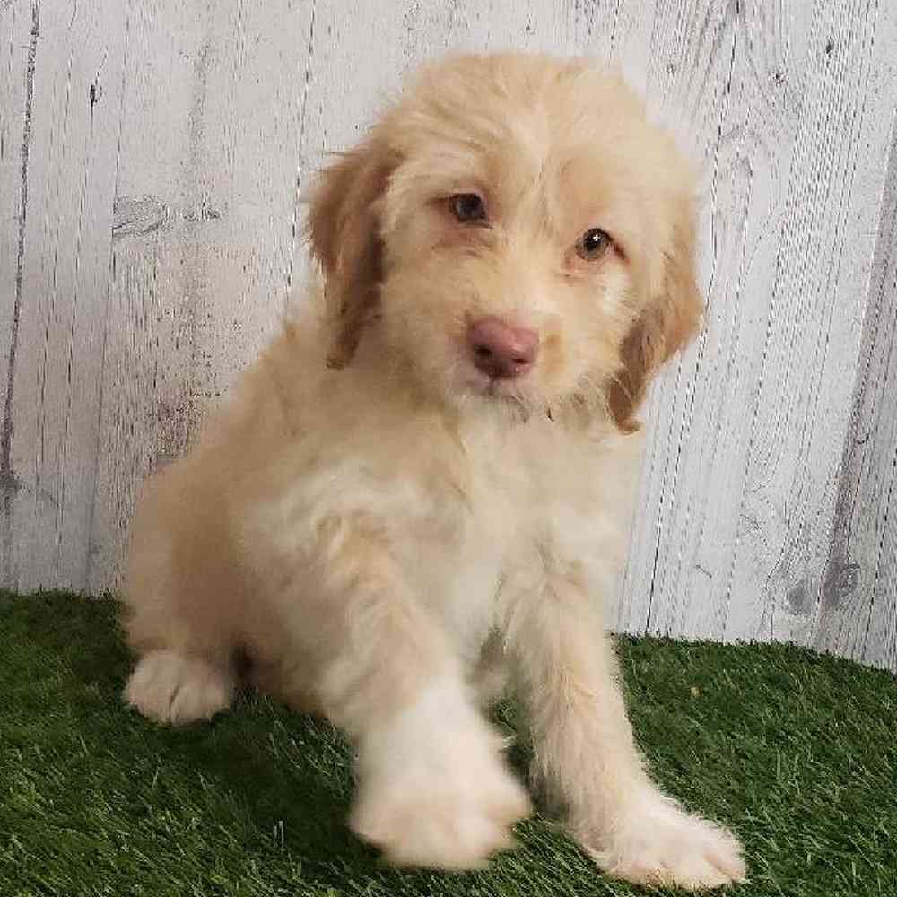 Female Mini Labradoodle Puppy for sale