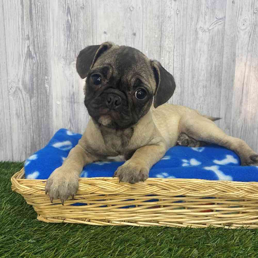 Female Frug Puppy for Sale in Saugus, MA