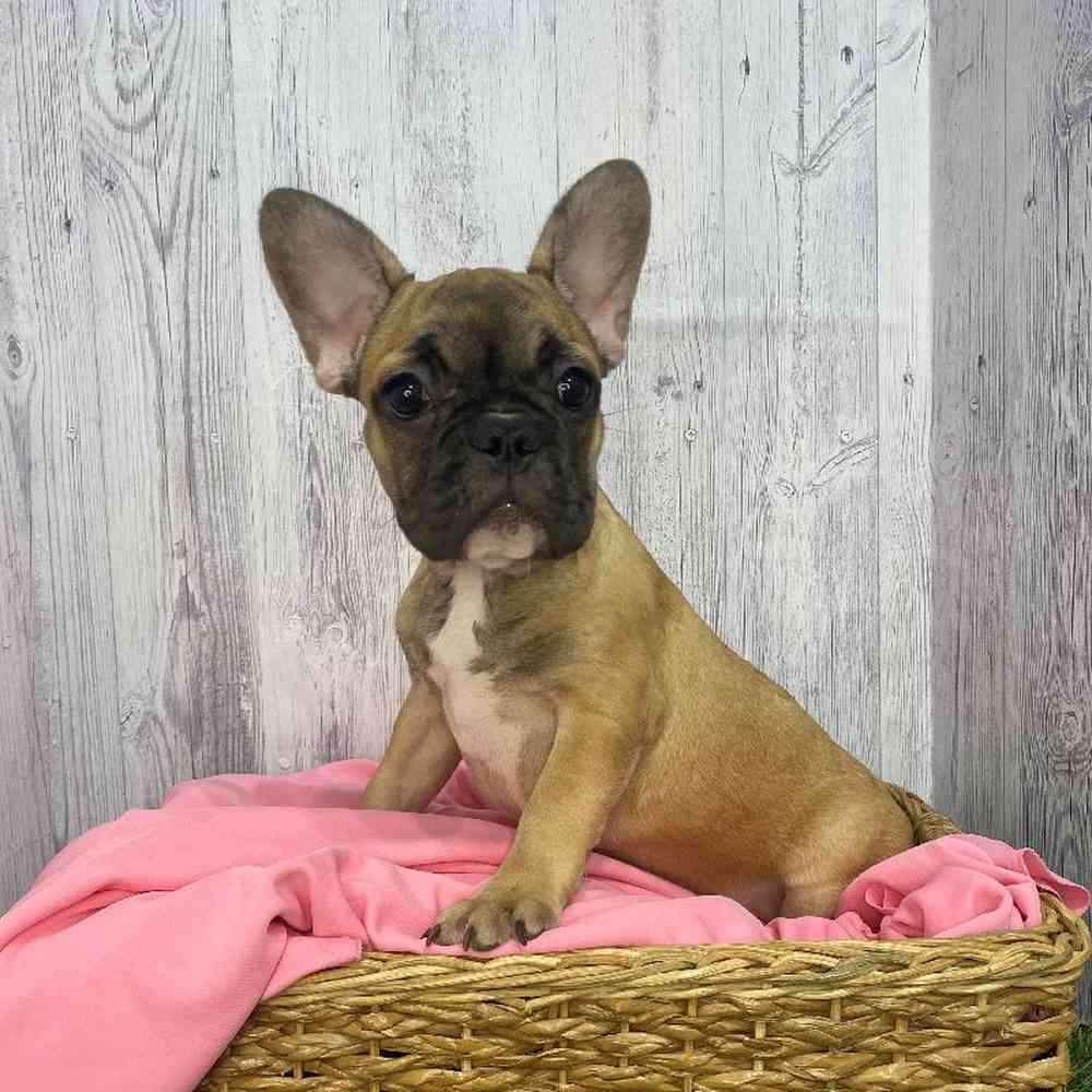 Female French Bulldog Puppy for Sale in Saugus, MA