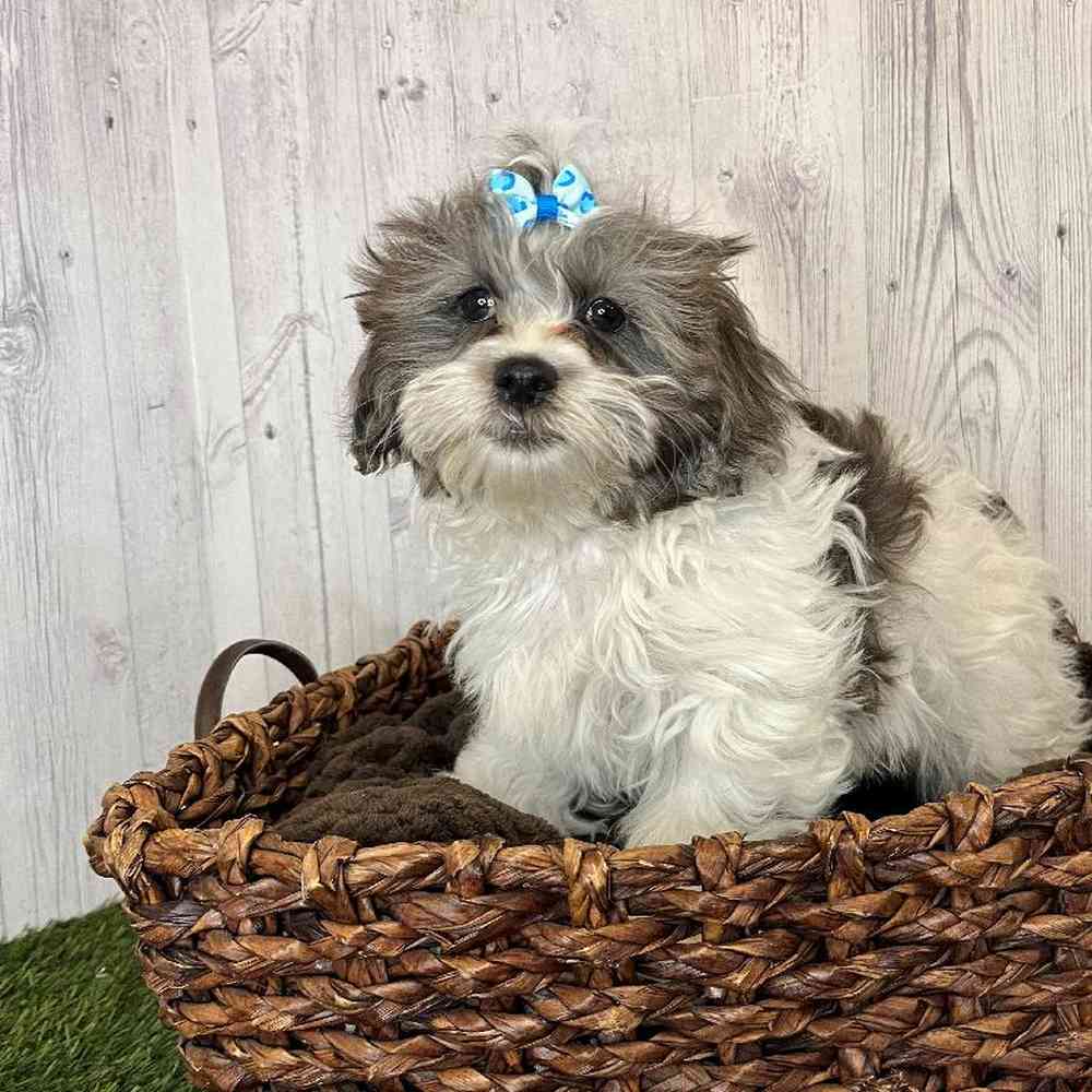 Female Shih-Poo Puppy for Sale in Saugus, MA