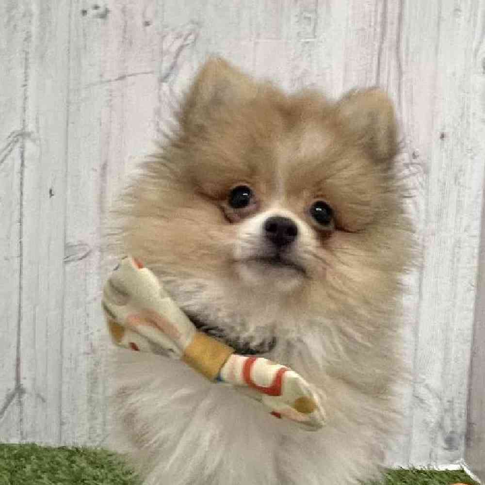 Male Pomeranian Puppy for Sale in Braintree, MA