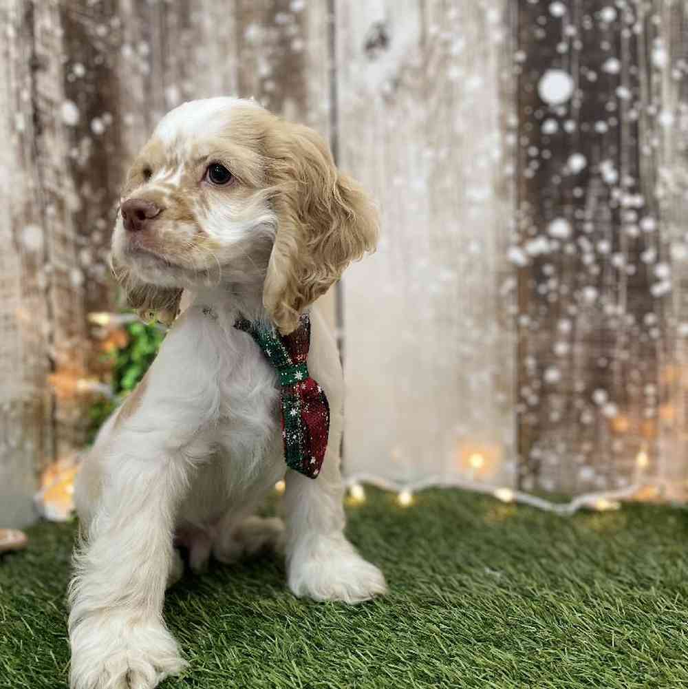 Male Cocker Spaniel Puppy for Sale in Braintree, MA
