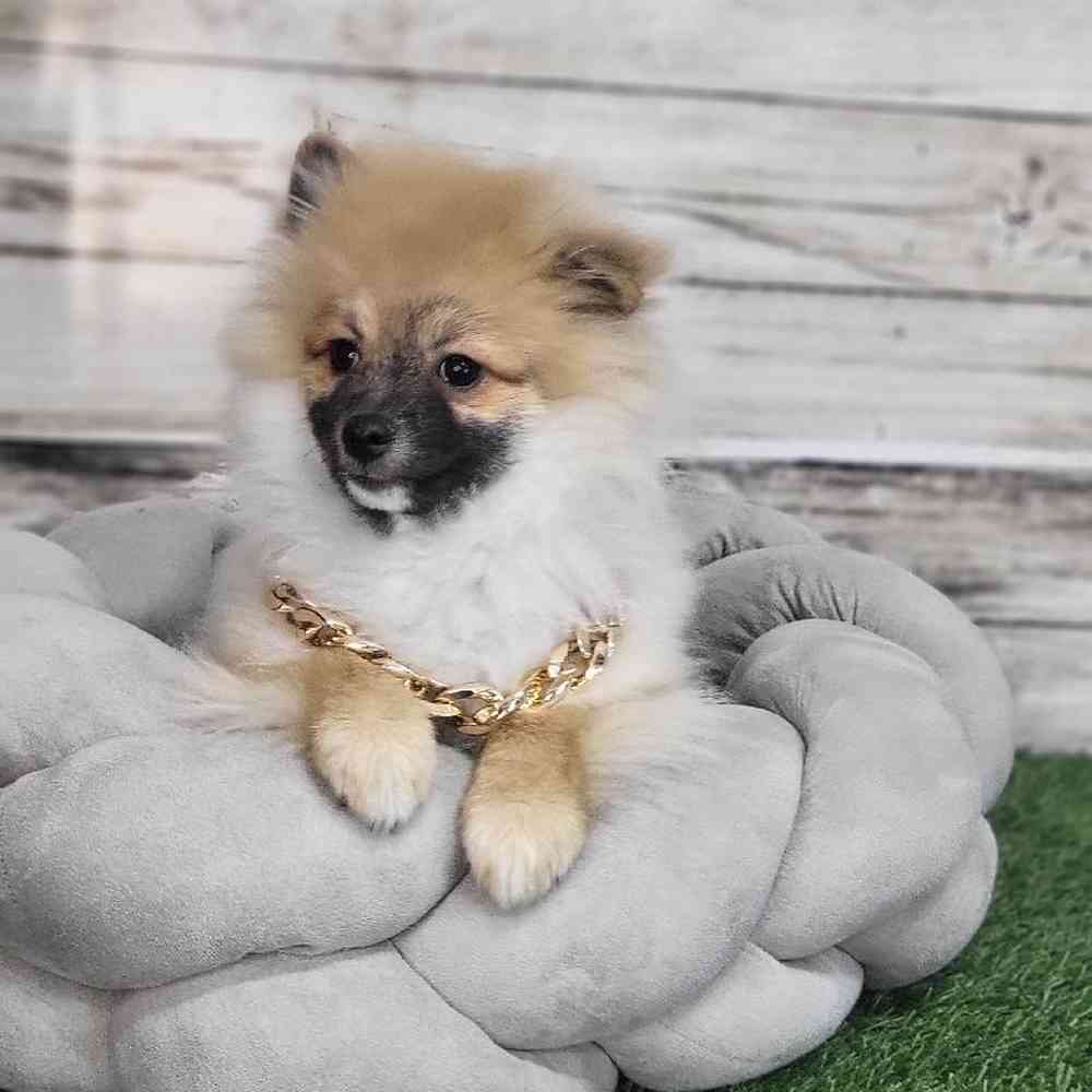 Male Pomeranian Puppy for Sale in Saugus, MA
