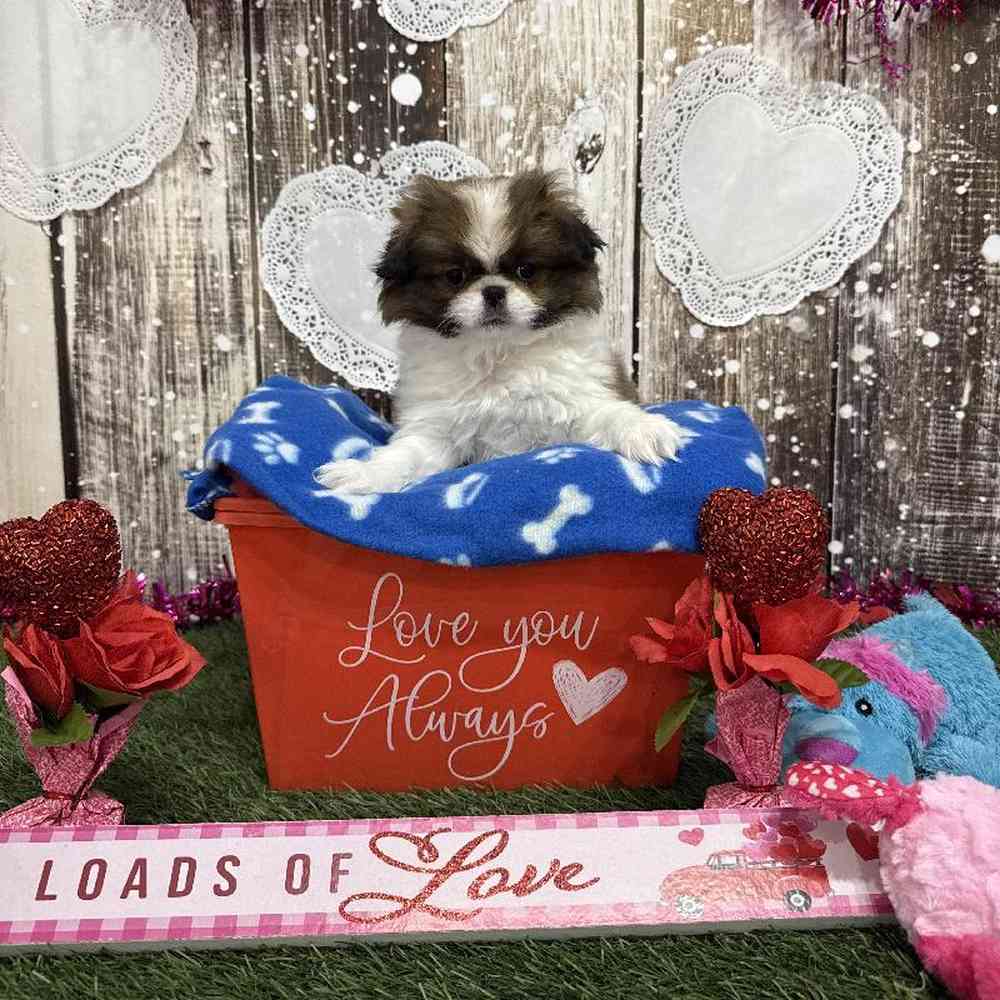 Male Japanese Chin Puppy for Sale in Saugus, MA