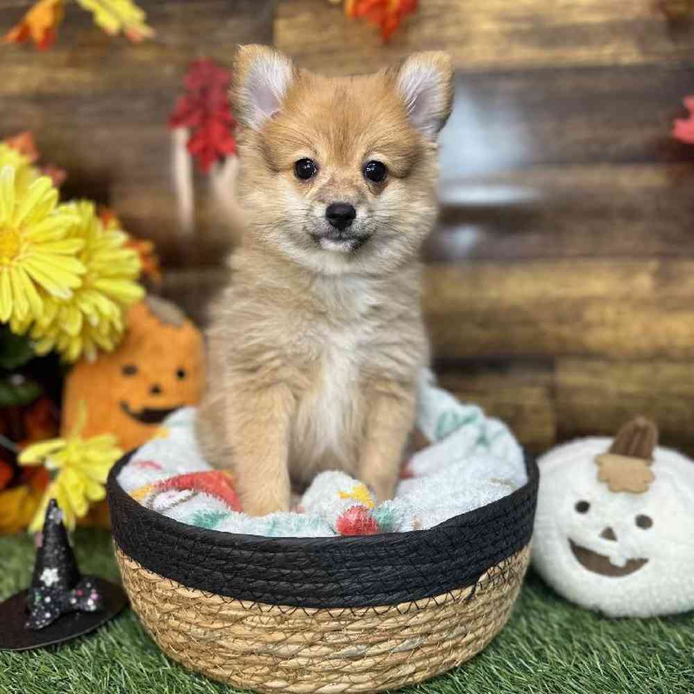 Female Pomeranian Puppy for Sale in Saugus, MA