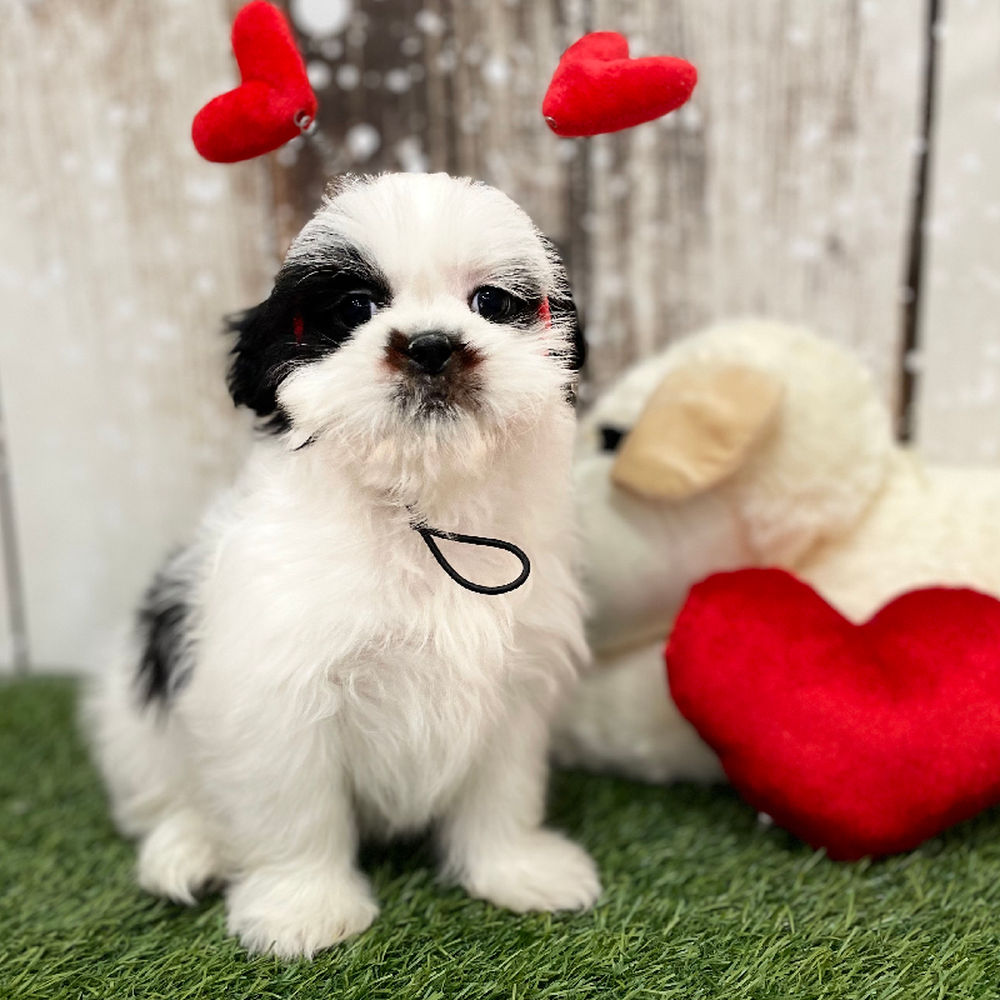 Female Shih Tzu Puppy for Sale in Braintree, MA