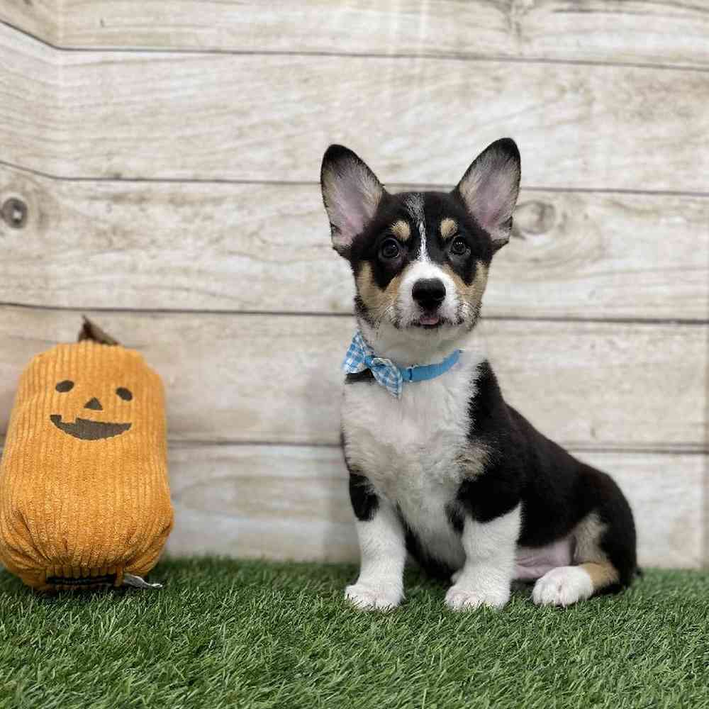 Pembroke Welsh For Sale Pet Express Braintree