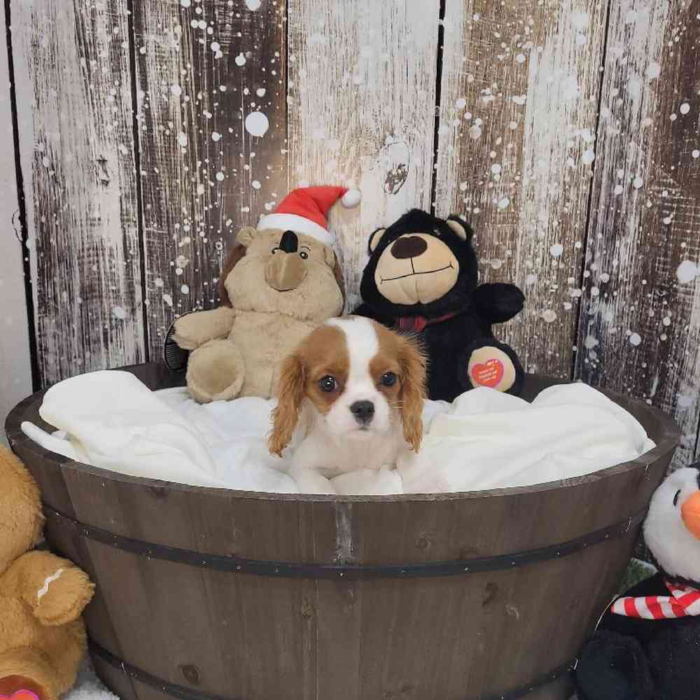Female Cavalier King Charles Spaniel Puppy for Sale in Saugus, MA