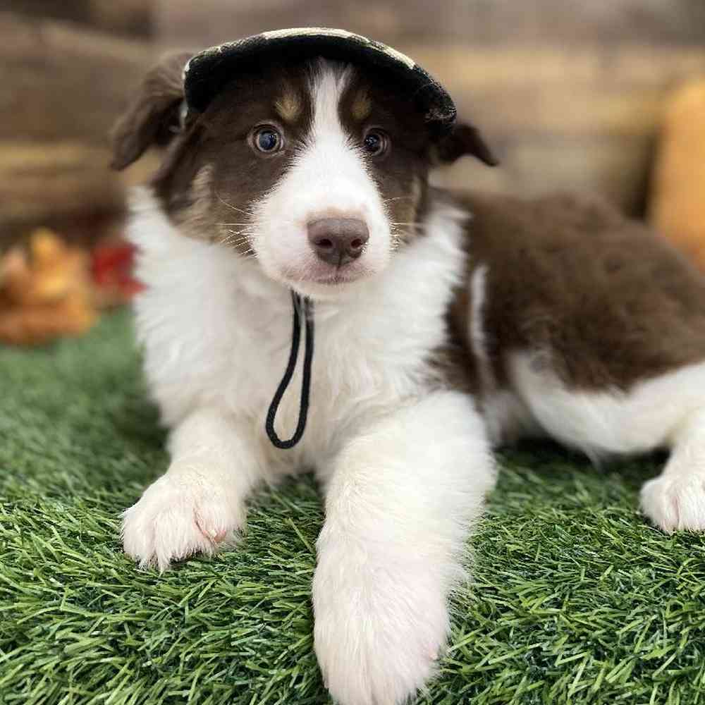 Male Miniature Australian Shepherd Puppy for Sale in Braintree, MA