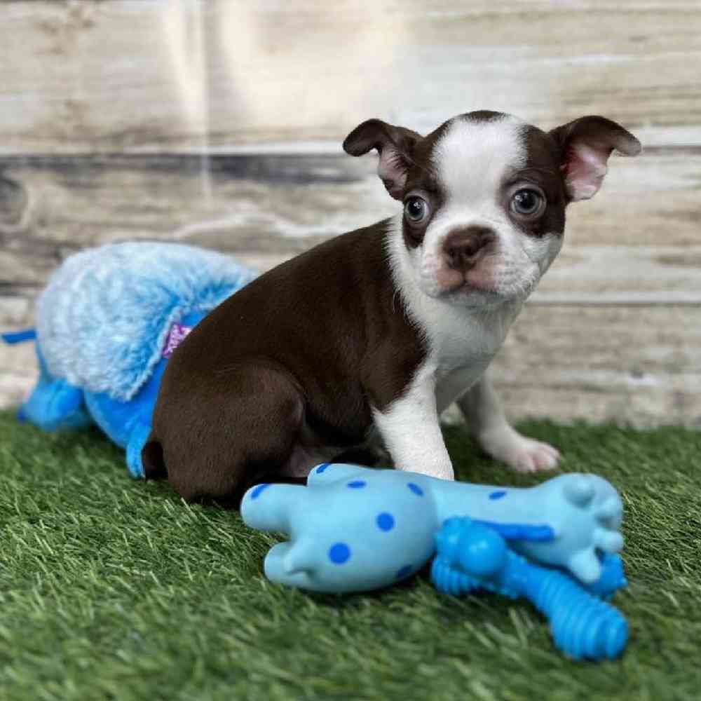 Male Boston Terrier Puppy for Sale in Saugus, MA