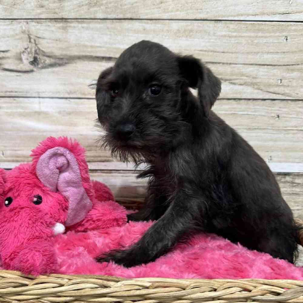 Female Miniature Schnauzer Puppy for Sale in Saugus, MA