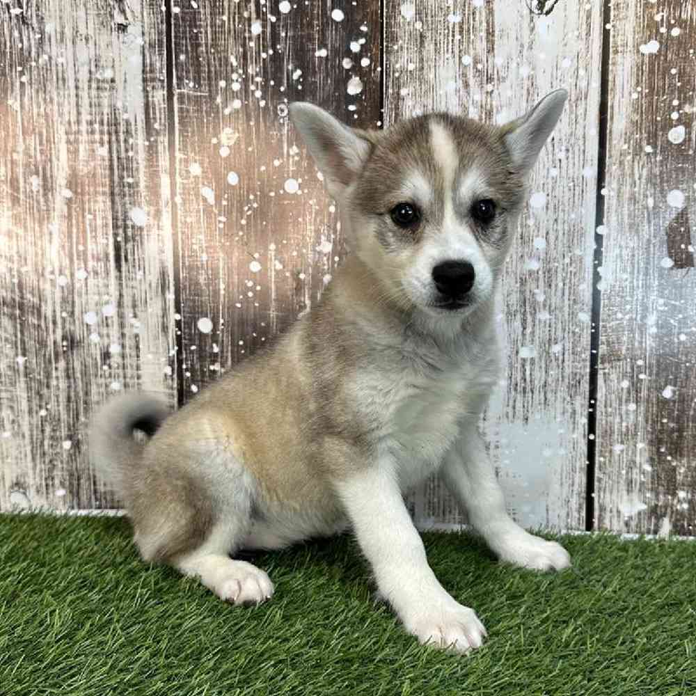 Female Alaskan Klee Kai Puppy for Sale in Saugus, MA
