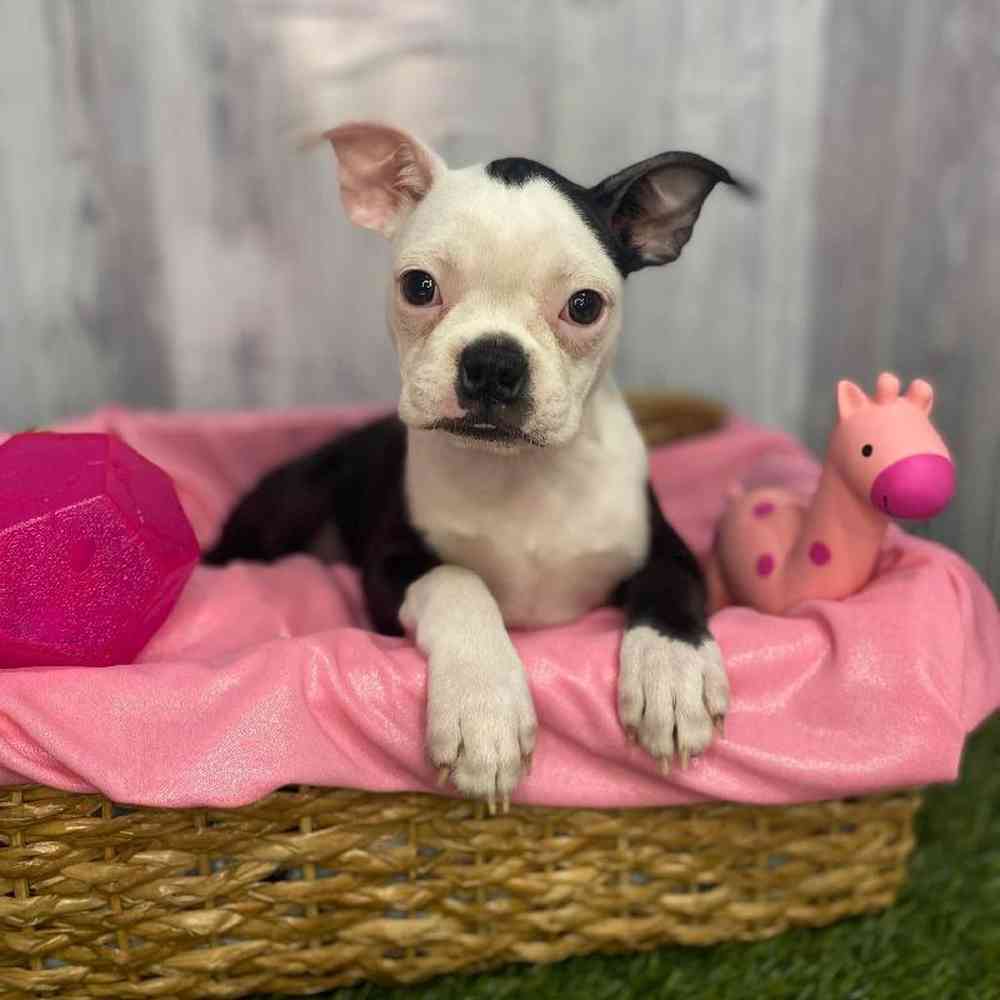 Female Boston Terrier Puppy for Sale in Saugus, MA