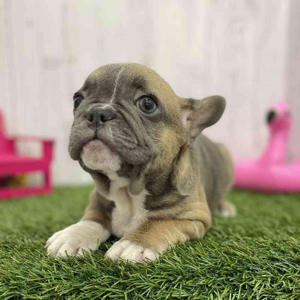 Male French Bulldog Puppy for Sale in Braintree, MA