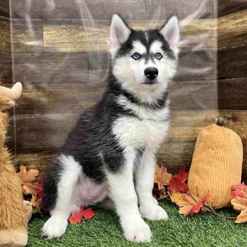 Male Siberian Husky Puppy for Sale in Braintree, MA