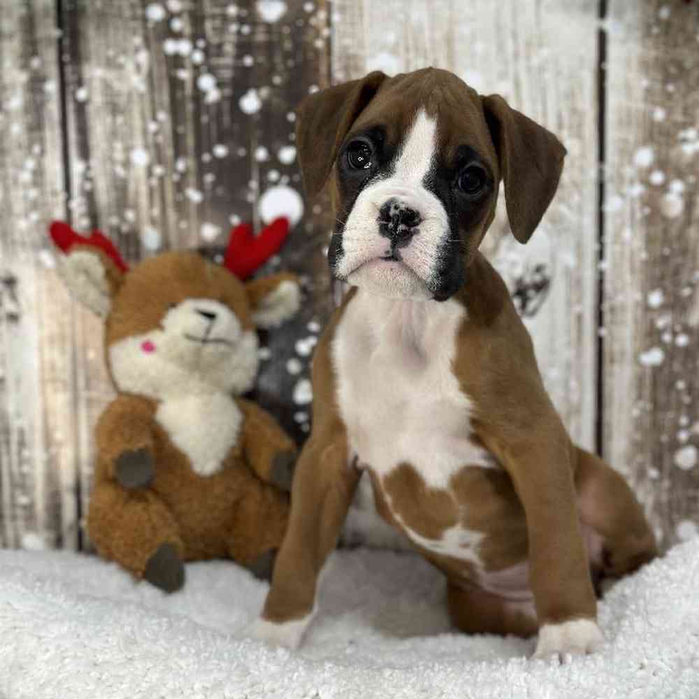 Female Boxer Puppy for Sale in Saugus, MA