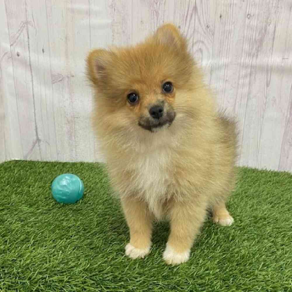 Female Pomeranian Puppy for Sale in Braintree, MA