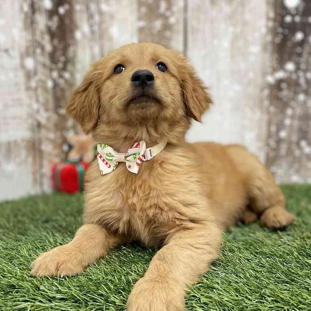 Male Golden Retriever Puppy for Sale in Braintree, MA