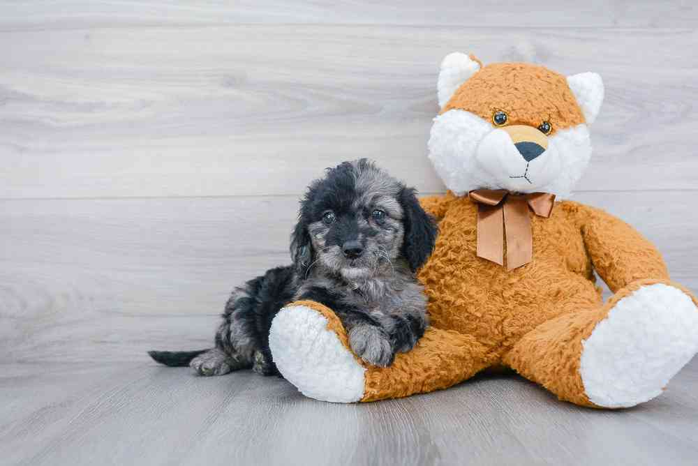 mini-goldendoodle-hannah-2298323750128651.jpg