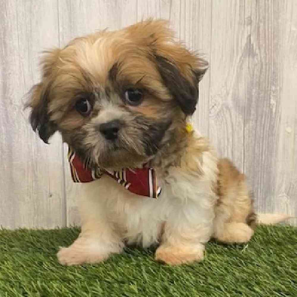 Male Shih Tzu Puppy for sale