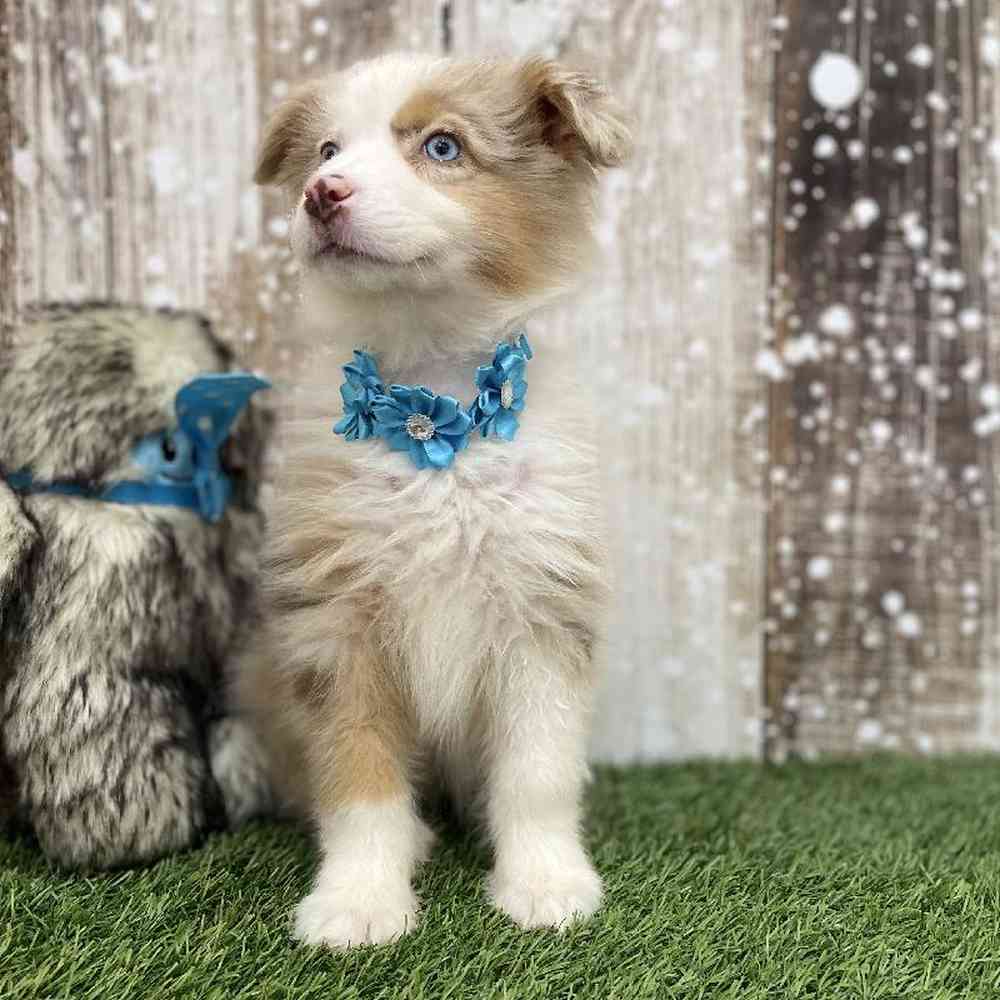 Female Miniature Australian Shepherd Puppy for Sale in Braintree, MA