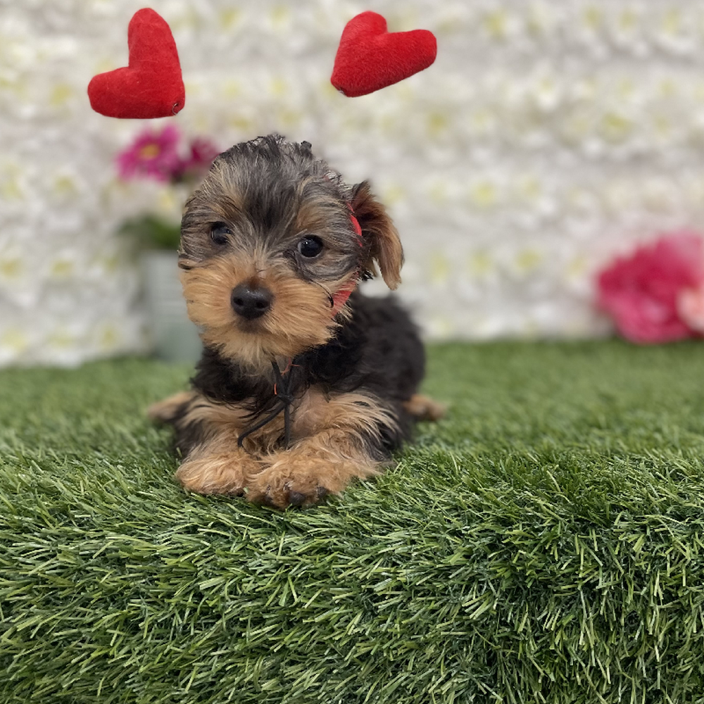Female Yorkshire Terrier Puppy for Sale in Braintree, MA