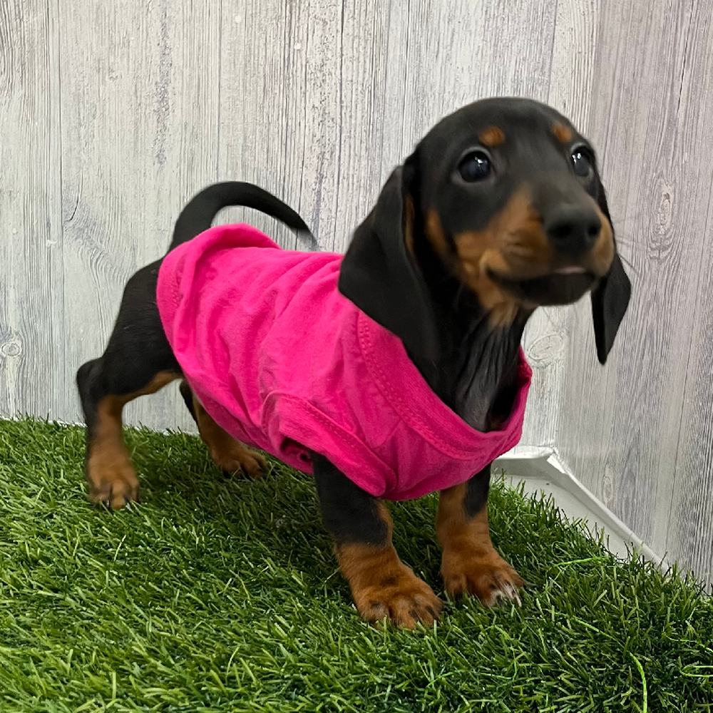 Female Dachshund Puppy for Sale in Braintree, MA