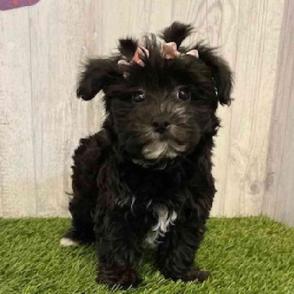 Female Maltichon-Yorkie Mix Puppy for sale