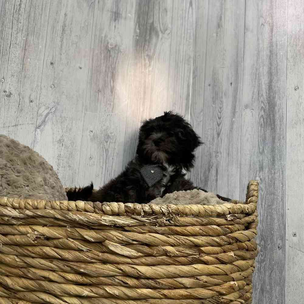 Male Shipoo Puppy for sale